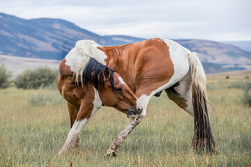 A wild horse scratching his leg.