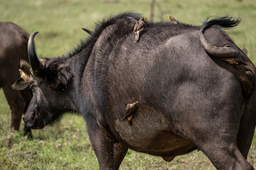 KENYA - HUMAN INTEREST - NAIBOSHO CONSERVATORY PARK