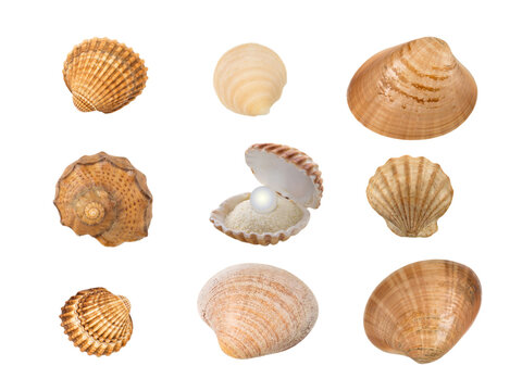Set of nine seashells isolated transparent png