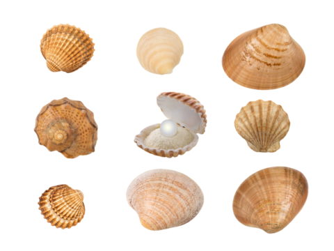 Set of nine seashells isolated transparent png