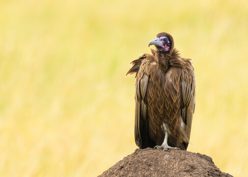 Necrosyrtes monachus (Temminck, 1823) - Kappengeier - hooded vulture