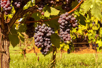 Tuscany vineyards on a bright sunny day. Clusters of ripe dark grapes hang on the vine.