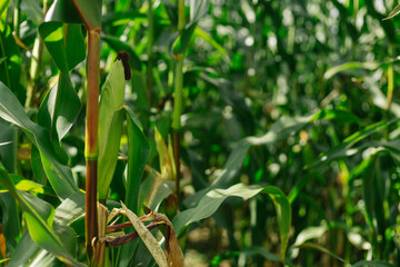 Ripe corn cobs on green stalks. Cornfield.