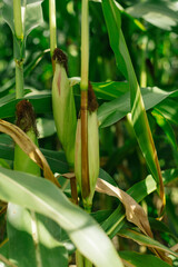 Ripe corn cobs on green stalks. Cornfield.