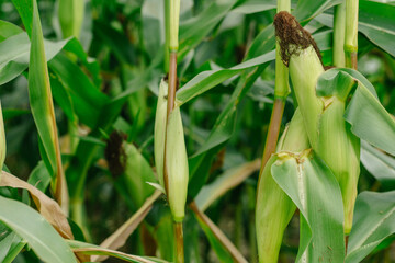 Ripe corn cobs on green stalks. Cornfield.