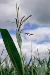 Cloudy sky view from a cornfield
