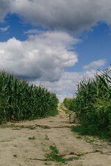 Landscape. Road going through a cornfield.