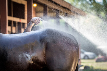 Giving a horse a bath.