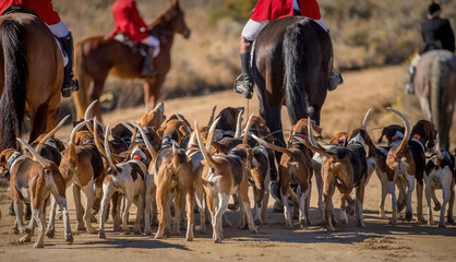 A fox hunting group heads out on a hunt