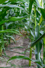Inside a cornfield, a view of the stalks, leaves and cobs.