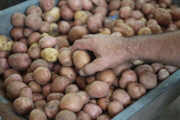 man sorting fruit potatoes close-up