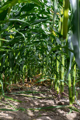 Obraz premium Inside a cornfield, a view of the stalks, leaves and cobs.