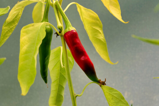 Kashmiri Mirch chillies changing colour from green to red

