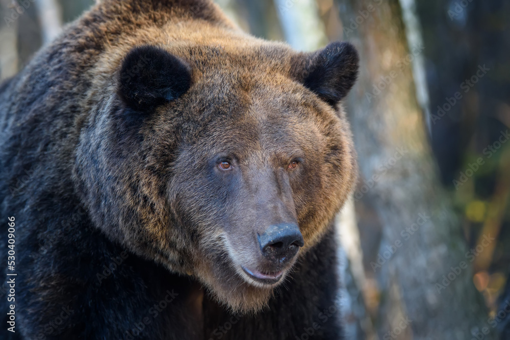 Sticker Wild Brown Bear (Ursus Arctos) portrait in the forest. Animal in natural habitat