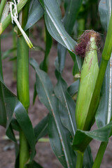 Ripe corn cobs on green stalks. Cornfield.
