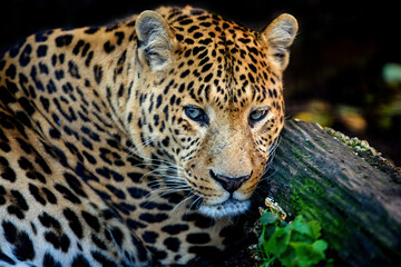 Fototapeta na wymiar Leopard, Wild animal in the natural habitat