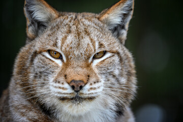 Lynx portrait. Wildlife scene from nature. Wild animal in the natural habitat