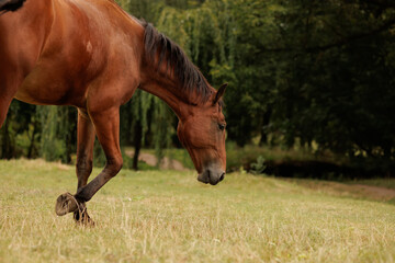 a horse runs through a meadow in autumn and looks down