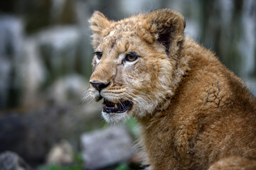 Close up lion cub portrait. Wildlife scene from nature