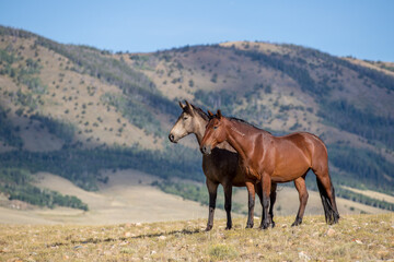 Fototapeta na wymiar Wild mustang horse herd.