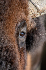 Naklejka premium Detail eye portrait of European bison. Eye of big brown animal in the nature habitat