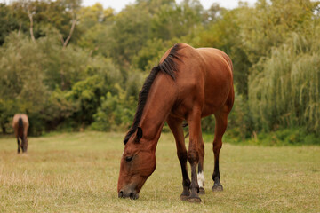 Naklejka na ściany i meble a beautiful brown horse grazes in a meadow against the background of trees