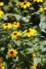 yellow flowers closeup in the garden background
