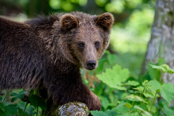 Wild Brown Bear (Ursus Arctos) in the summer forest. Animal in natural habitat