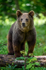 Fototapeta premium Wild Brown Bear (Ursus Arctos) in the summer forest. Animal in natural habitat