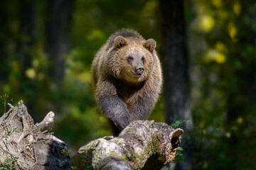 Wild Brown Bear (Ursus Arctos) in the summer forest. Animal in natural habitat