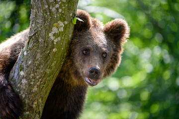 Wild Brown Bear (Ursus Arctos) in the summer forest. Animal in natural habitat