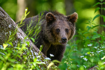 Fototapeta premium Wild Brown Bear (Ursus Arctos) in the summer forest. Animal in natural habitat