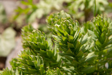 young green plants for an alpine slide in early spring