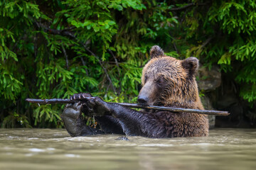 Wild Brown Bear (Ursus Arctos) on playing pond with branch in the forest. Animal in natural habitat. Wildlife scene