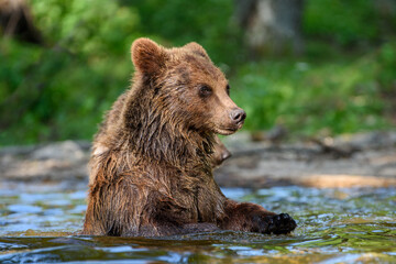Naklejka na ściany i meble Wild Brown Bear (Ursus Arctos) on playing pond in the forest. Animal in natural habitat. Wildlife scene