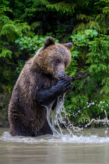 Wild Brown Bear (Ursus Arctos) on playing pond in the forest. Animal in natural habitat. Wildlife scene