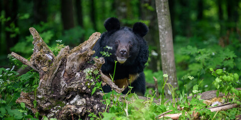 Obraz na płótnie Canvas Close Asiatic black bear in summer forest. Wildlife scene from nature
