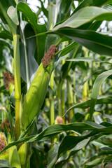 Ripe corn cobs on green stalks. Cornfield.