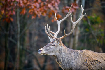 Majestic red deer stag in forest with big horn. Animal in nature habitat. Wildlife scene
