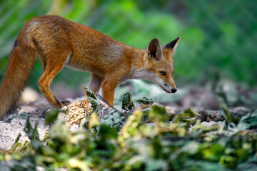 Red fox, vulpes vulpes, small young cub in forest. Cute little wild predators in natural environment.