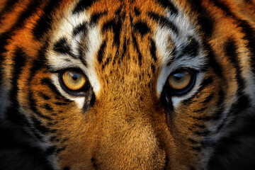 Close up view portrait of a Siberian tiger - 530409474