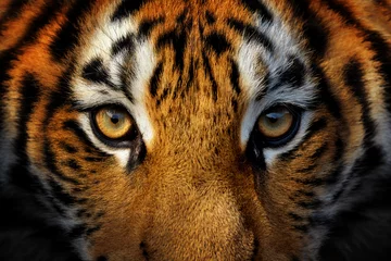 Zelfklevend Fotobehang Close-up portret van een Siberische tijger © byrdyak