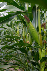 Ripe corn cobs on green stalks. Cornfield.