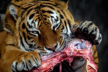 Tiger eating meat on black background
