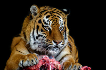 Tiger eating meat on black background