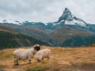 Obraz premium Two sheep grazing in a meadow in the mountains near the Matterhorn mountain in Switzerland