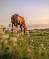 A horse grazes in a field of clover.  © FastHorsePhotography