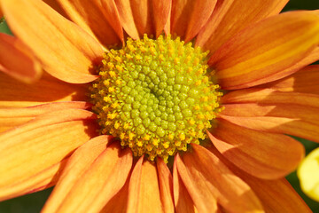 Different chrysanthemums in a bouquet.