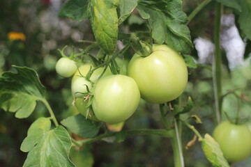 ripening tomato fruits in a greenhouse