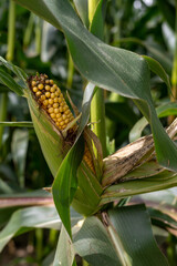 Corn cob growing in a corn field